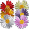 6-pack Gerbera Tygmärken